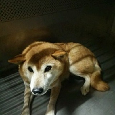 福岡県動物愛護センターNo.7319