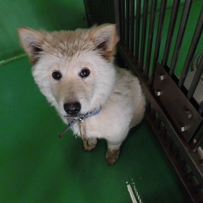 福岡県動物愛護センターNo.7321