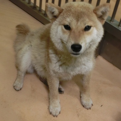 福岡県動物愛護センターNo.5935