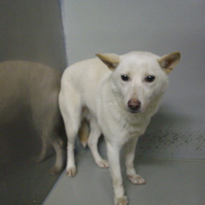 久留米市動物管理センター28071