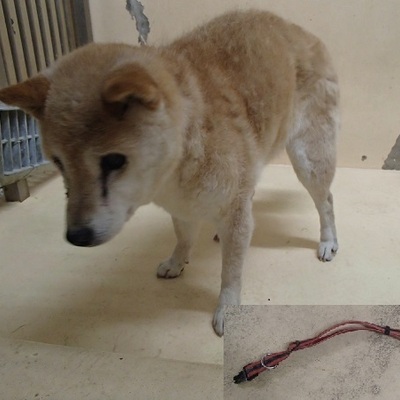 福岡県動物愛護センターNo.7331