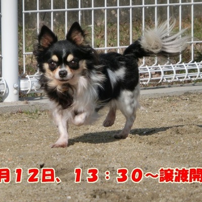 福岡県動物愛護センターNo.889