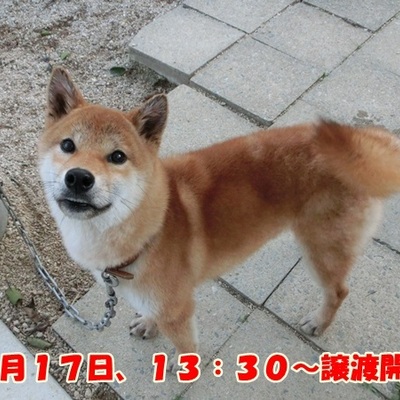 福岡県動物愛護センターNo.890