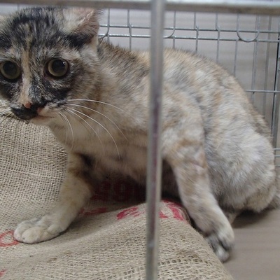 福岡県動物愛護センターNo.5925