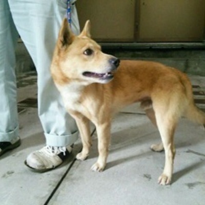 福岡県動物愛護センターNo7343