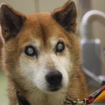 北九州市保健福祉局保健医療部動物愛護管理センターC16095
