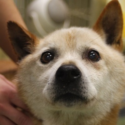 北九州市保健福祉局保健医療部動物愛護管理センターC16094