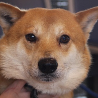 北九州市保健福祉局保健医療部動物愛護管理センターC16099