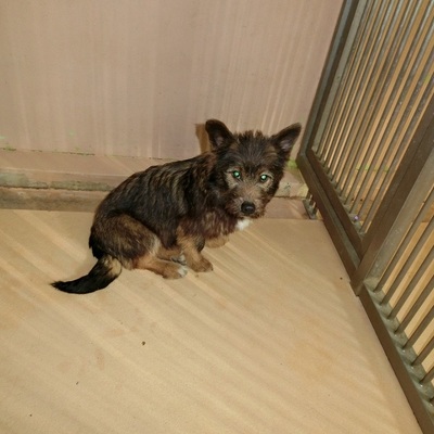 福岡県動物愛護センターNo.7347