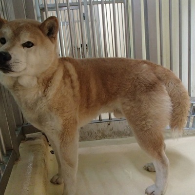 福岡県動物愛護センターNo.7352