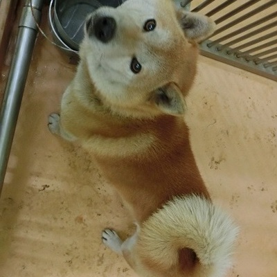 福岡県動物愛護センターNo.7354