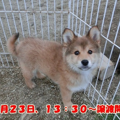 福岡県動物愛護センターNo.891