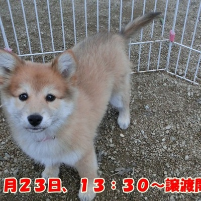 福岡県動物愛護センターNo.892