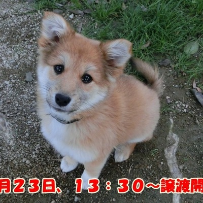 福岡県動物愛護センターNo.893