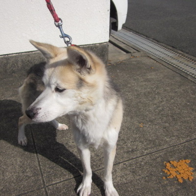 福岡県動物愛護センターNo.7360