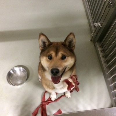 久留米市動物管理センター28077
