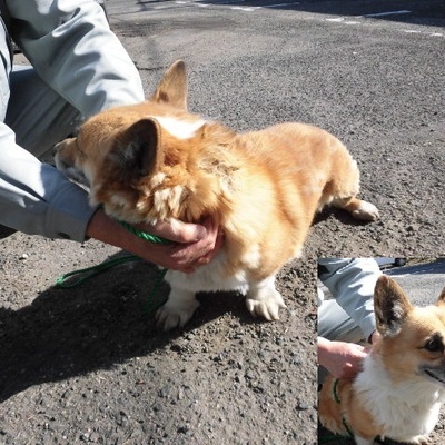 福岡県動物愛護センターNo.7366