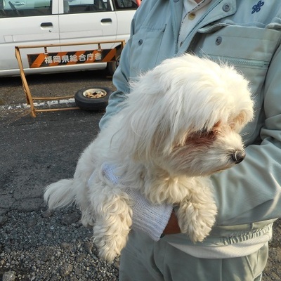 福岡県動物愛護センターNo.7390