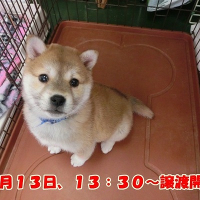 福岡県動物愛護センターNo.896