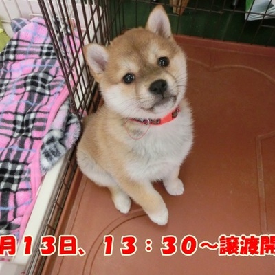 福岡県動物愛護センターNo.897
