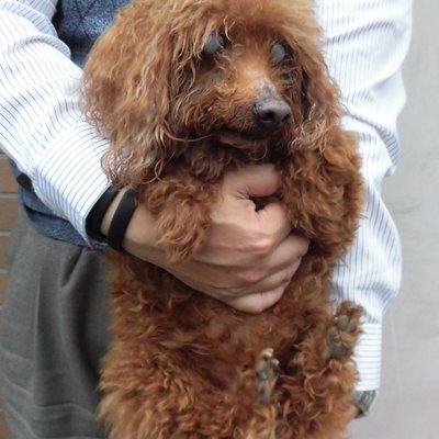 福岡県動物愛護センターNo.7395