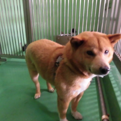 福岡県動物愛護センターNo.7399