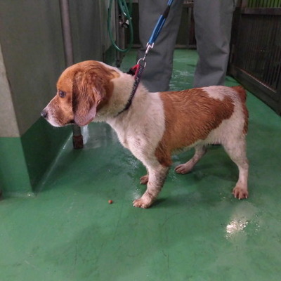 福岡県動物愛護センターNo.7400