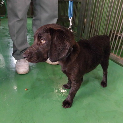 福岡県動物愛護センターNo.7401