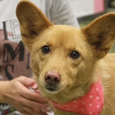 北九州市保健福祉局保健医療部動物愛護管理センターC16100