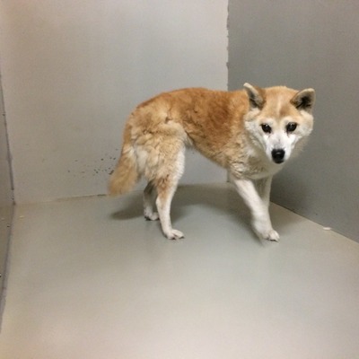 久留米市動物管理センター28081