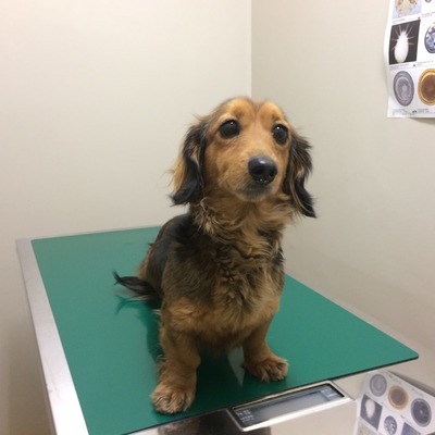 久留米市動物管理センター28082