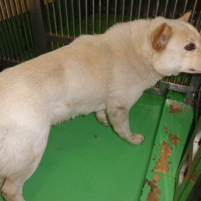 福岡県動物愛護センターNo.7420