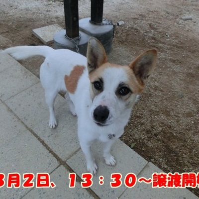 福岡県動物愛護センターNo.898