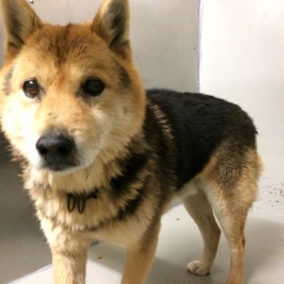 久留米市動物管理センター28092