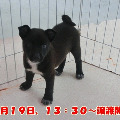 福岡県動物愛護センターNo.655