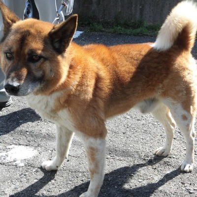 福岡県動物愛護センターNo.7451