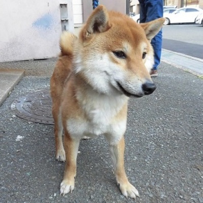 福岡県動物愛護センターNo.7452