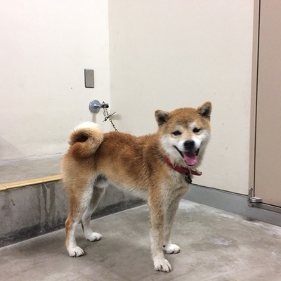 久留米市動物管理センター29002