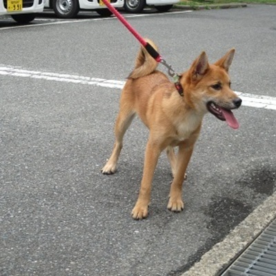 福岡県動物愛護センターNo.7461