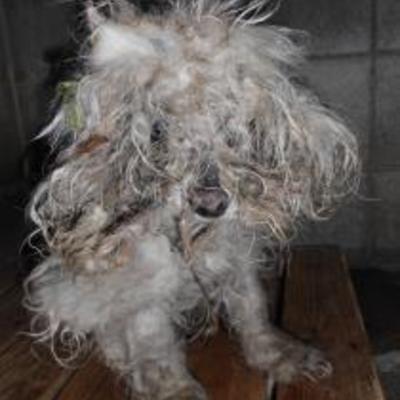 大牟田市動物管理センター（4月9日保護分）