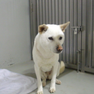 久留米市動物管理センター29003