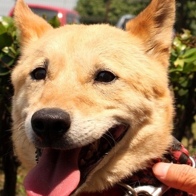 北九州市保健福祉局保健医療部動物愛護センターC15022