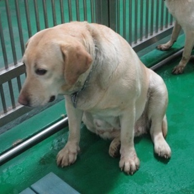 福岡県動物愛護センターNo.7466