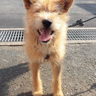 福岡県動物愛護センターNo.7471