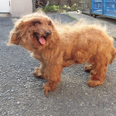 福岡県動物愛護センターNo.7474
