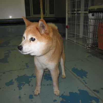 福岡県動物愛護センターNo.7476