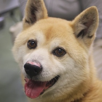 北九州市保健福祉局保健医療部動物愛護センターC16114