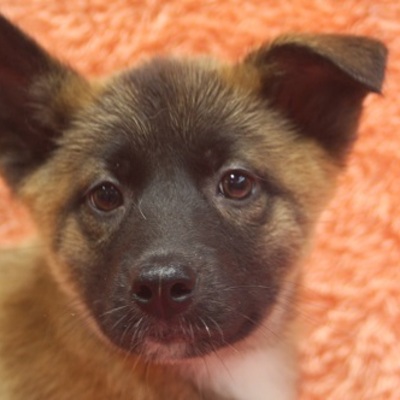 北九州市保健福祉局保健医療部動物愛護センターD17008