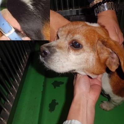 福岡県動物愛護センターNo.7487