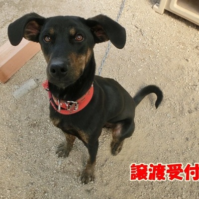 福岡県動物愛護センターNo.794